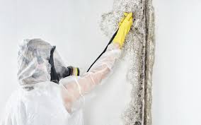 Best Real Estate Mold Inspection  in USA